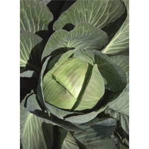 Kapusta głowiasta biała Expect F1 wygląd