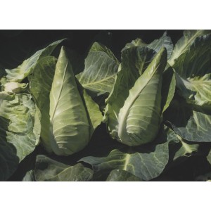 Kapusta głowiasta stożkowa Antonio F1 wygląd