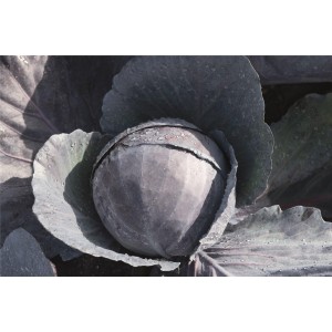 Kapusta głowiasta czerwona Omero F1 wygląd