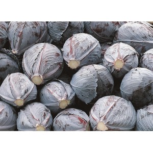 Kapusta głowiasta czerwona Integro F1 wygląd