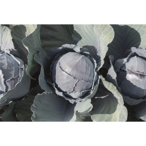 Kapusta głowiasta czerwona Davaro F1 wygląd