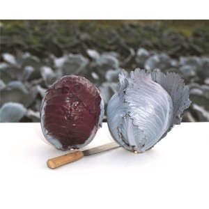 Kapusta głowiasta czerwona Buscaro F1 wygląd