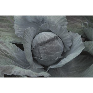 Kapusta głowiasta czerwona Bandolero F1 wygląd