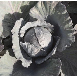 Kapusta głowiasta czerwona Klimaro F1 wygląd