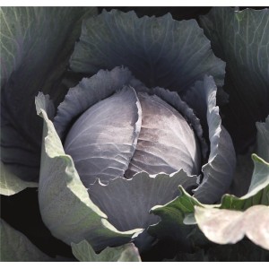 Kapusta głowiasta czerwona Travero F1 wygląd