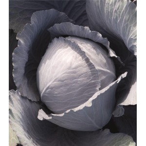 Kapusta głowiasta czerwona Lodero F1 wygląd