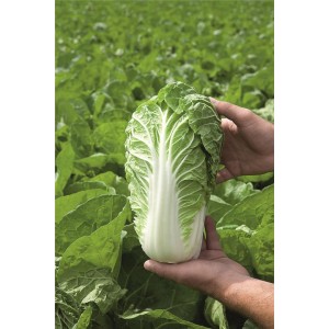 Kapusta pekińska Manoko F1 wygląd