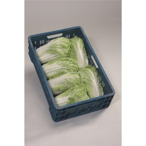 Kapusta pekińska Mirako F1 wygląd