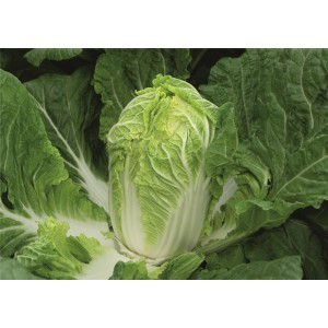 Kapusta pekińska Meriko F1 wygląd