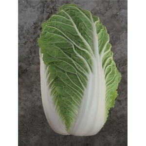 Kapusta pekińska Pacifiko F1 wygląd