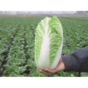 Kapusta pekińska Emiko F1 wygląd