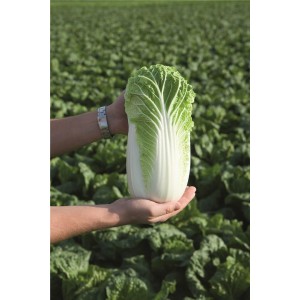 Kapusta pekińska Bilko F1 wygląd