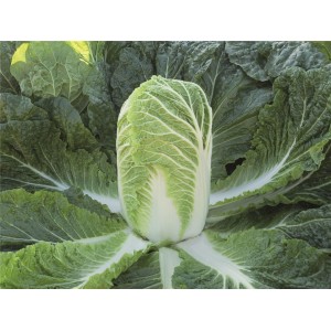 Kapusta pekińska Bazuko F1