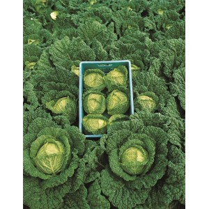 Kapusta włoska Alcosa F1 wygląd