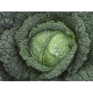 Kapusta włoska Melissa F1 wygląd