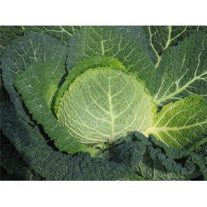 Kapusta włoska Ovasa F1 wygląd