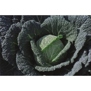 Kapusta włoska Wirosa F1 wygląd