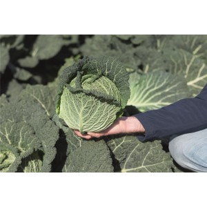 Kapusta włoska Gloriosa F1 wygląd