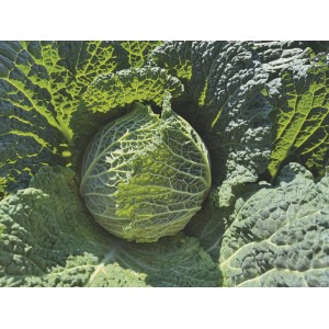 Kapusta włoska Cresposa F1 wygląd