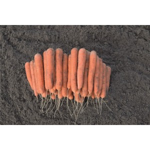 Marchew Nagasaki F1 wygląd