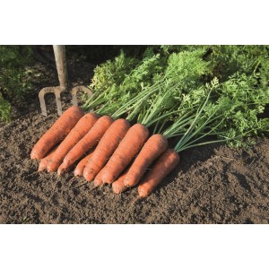 Marchew Bastia F1 wygląd