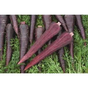 Marchew Deep Purple F1 wygląd