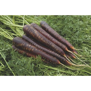 Marchew Bejo 3266 F1 wygląd