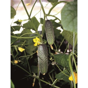 Ogórek gruntowy Atlantis F1 wygląd