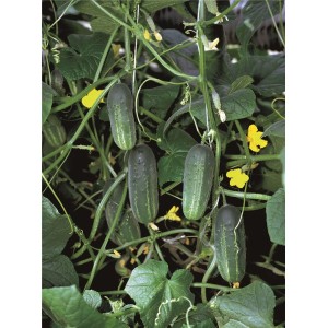 Ogórek gruntowy Akord F1 wygląd