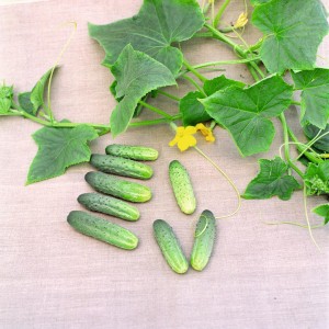 Ogórek gruntowy Atomic F1 wygląd