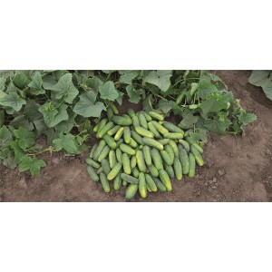 Ogórek gruntowy Avenger F1 wygląd