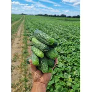 Ogórek gruntowy Akropolis F1 wygląd