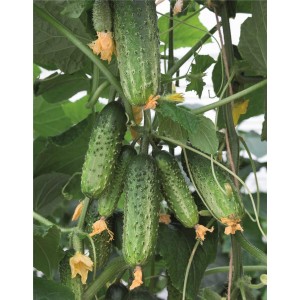 Ogórek gruntowy Amant F1 wygląd