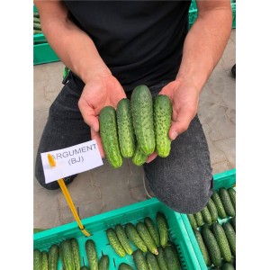 Ogórek gruntowy Argument F1 wygląd