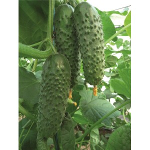 Ogórek gruntowy Artist F1 wygląd