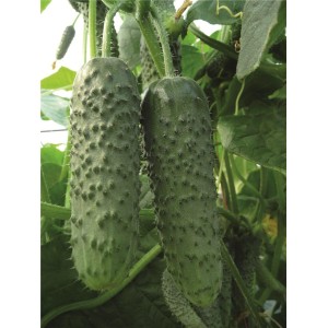 Ogórek gruntowy Amour F1 wygląd