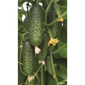 Ogórek gruntowy Amarok F1 wygląd