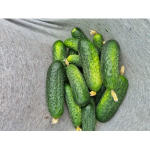 Ogórek gruntowy Albatros F1 wygląd