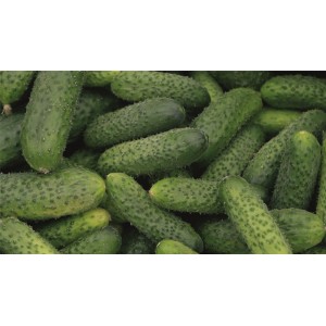 Ogórek gruntowy Arletta F1 wygląd