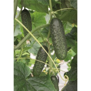 Ogórek gruntowy Atik F1 wygląd