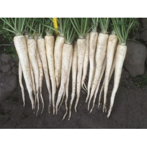 Pietruszka korzeniowa Arctica F1 wygląd