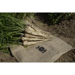 Pietruszka korzeniowa Corsica F1 wygląd