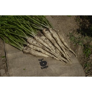 Pietruszka korzeniowa Monica F1 wygląd