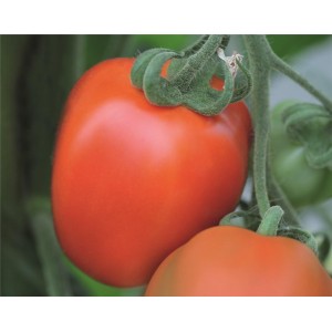 Pomidor gruntowy Benito F1 wygląd