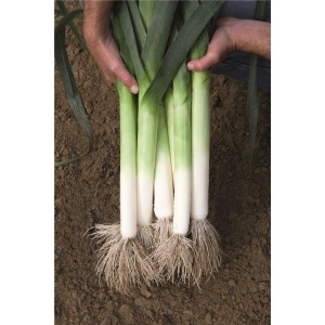 Por Rally F1 wygląd