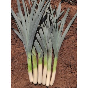 Por Climber F1 wygląd