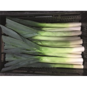 Por Batter F1 wygląd