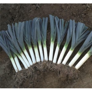 Por Darter F1 wygląd