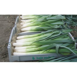 Por Columbus wygląd