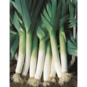 Por Lancelot wygląd